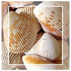 beach section